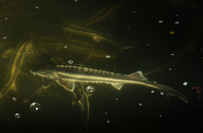 Mission esturgeons dans le Danube ukrainien WWF Belgique